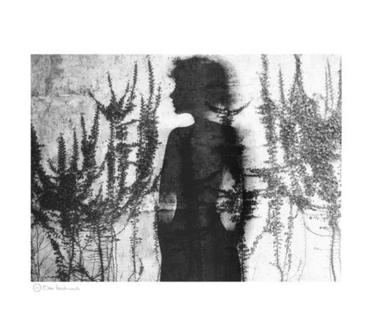 Shadow Silhouette with Ferns, 1980